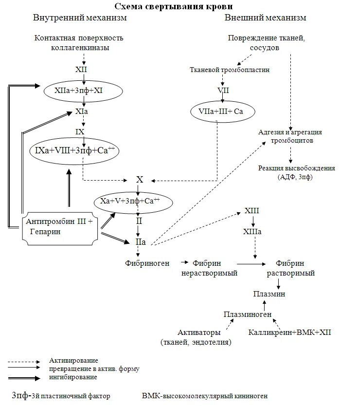 Схема активации факторов свертывания. Процесс свертывания крови схема. 1 Фаза свертывания крови схема. Схема свертывания крови образование сгустка. Образование тромба попадание факторов свертывания в плазме