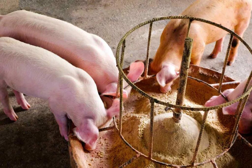 Свинья на заборе. Станок для кормления поросят маленьких. Линии корма свиней. Для чего нужны свиньи