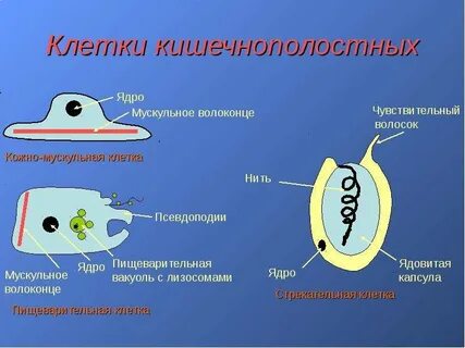 Слой тела эпителиально мускульные клетки