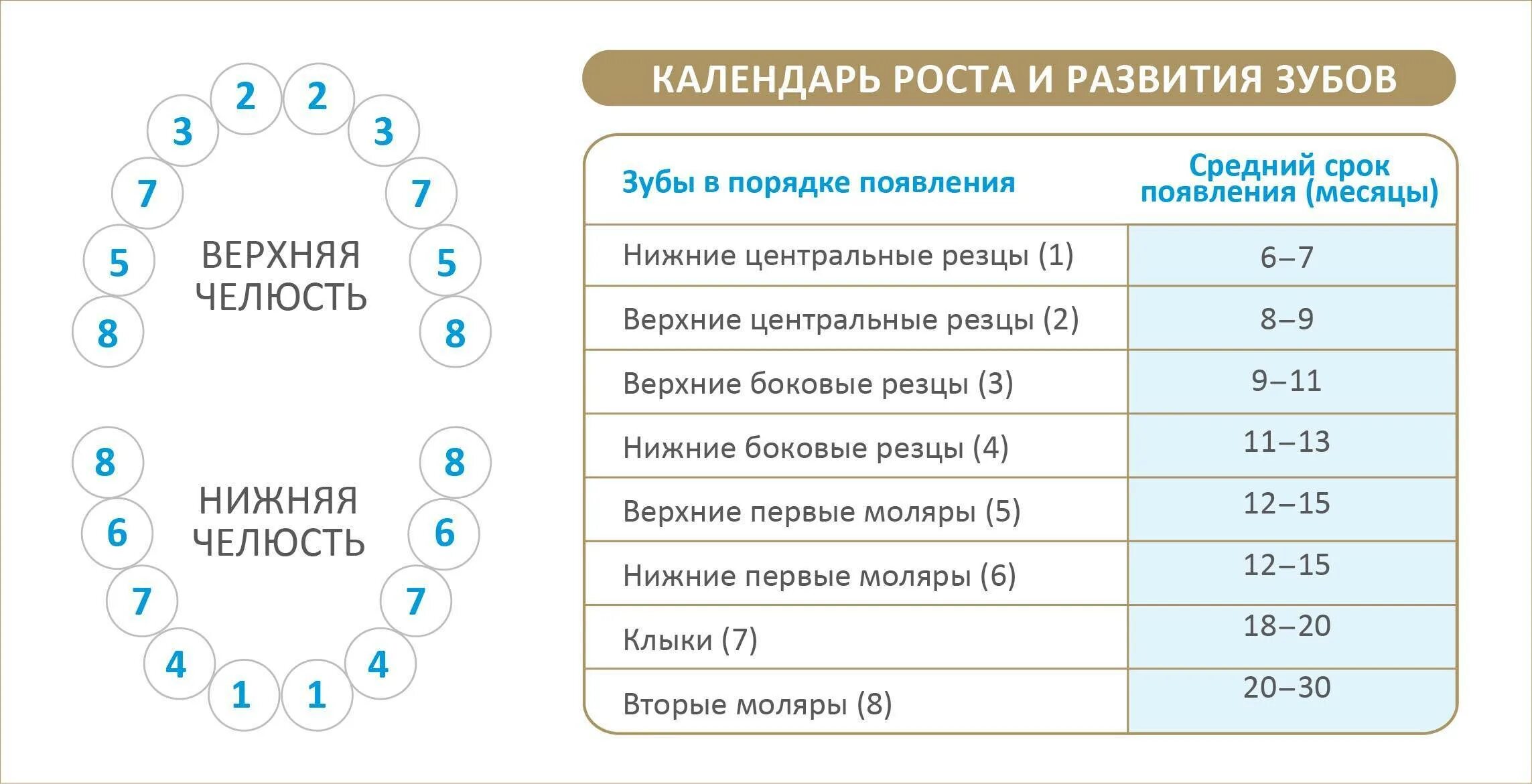 Скольки месяцев режутся зубы. Рост зубов у детей таблица после 2 лет. Схема прорезывания молочных зубов у детей до 2 лет. Таблица роста зубов у детей до 3 лет. Порядок роста молочных зубов у детей до года.