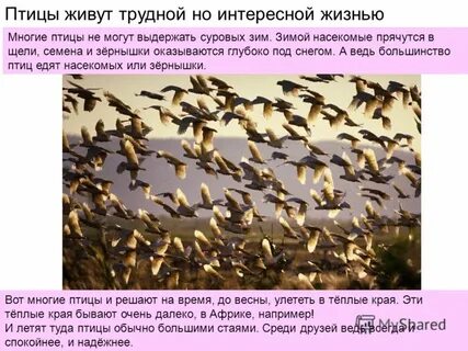 Как живется птицам в городе