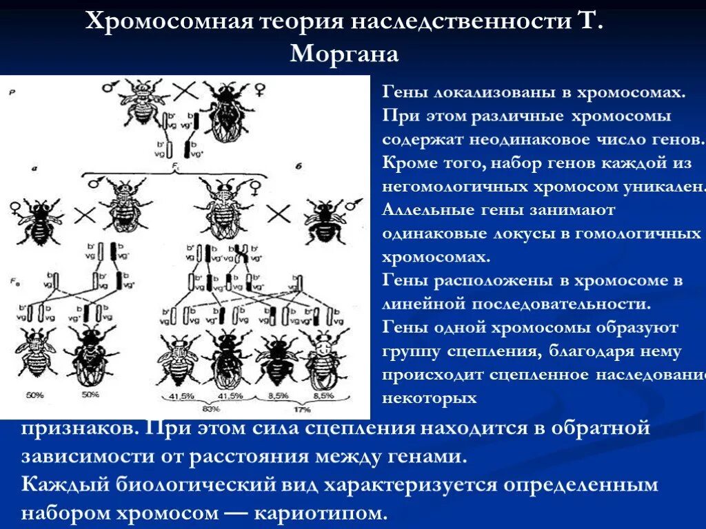 Положениями хромосомной теории наследственности является. Теория Томаса Моргана генетика. Хромосомная теория наследственности генетика. Теории наследственности т. Моргана. Хромосомная теория наследственности т Моргана.