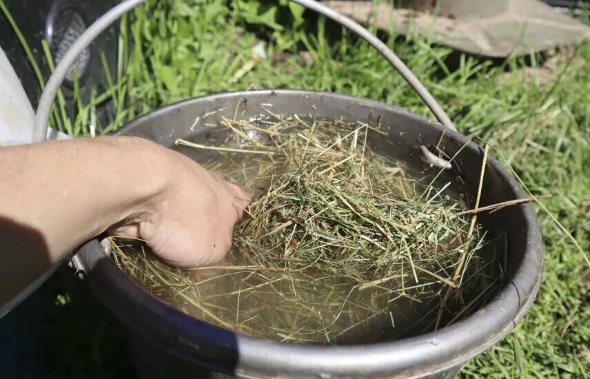 Сенные культуры. Сенная палочка ( bacillus subtilis) строение. Сенная палочка на сене фото. Выращивание сенной палочки. Сенная палочка b.