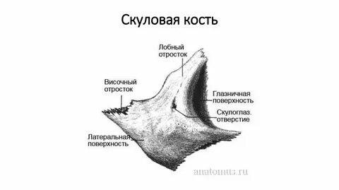 Скуловисочное отверстие