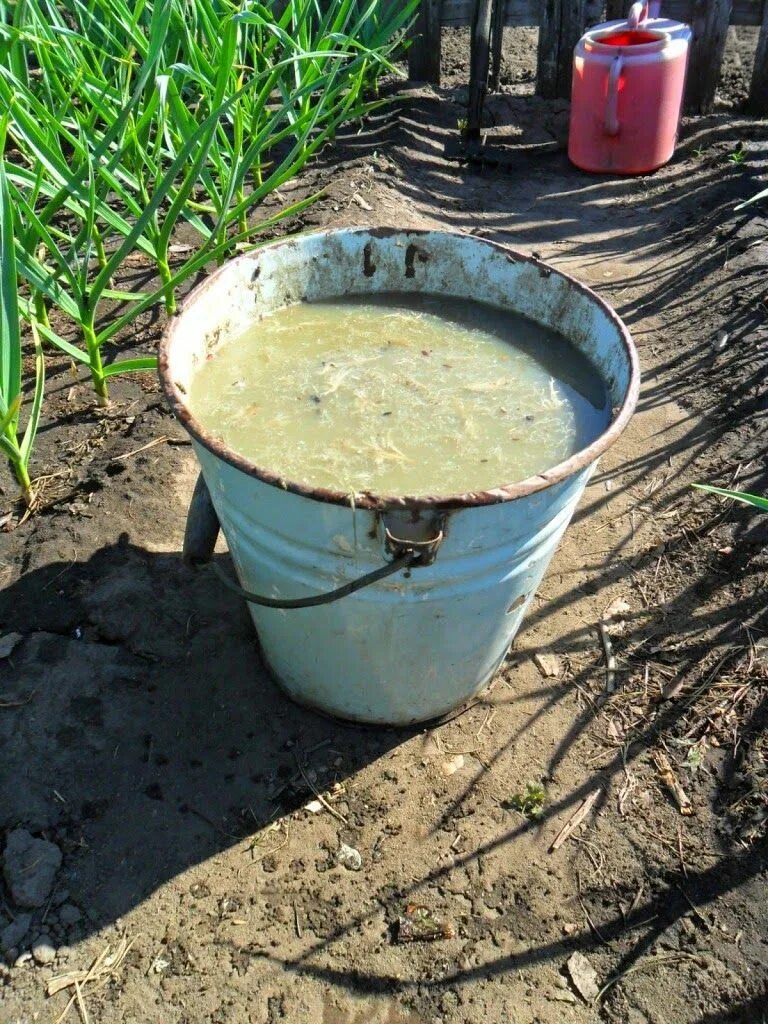 Можно ли поливать куриным пометом