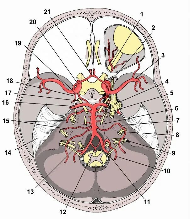Артерии среднего мозга. Сегменты артерий головного мозга. Сегменты передней мозговой артерии на кт. А1 сегмент передней мозговой артерии. Виллизиев круг анатомия а 1 сегмент передней мозговой артерии.
