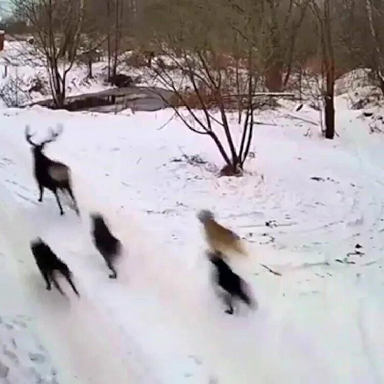 Нападение остров. Собаки напали на оленя. Собаки в Лосином острове.