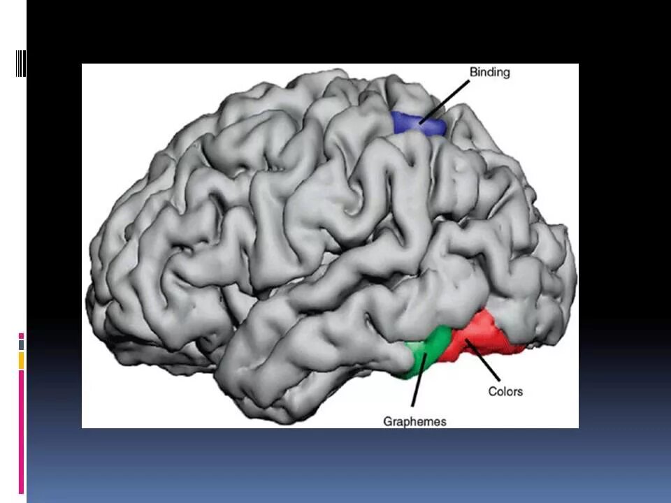 Brain disorders. Синестезия визуализация. ГРАФЕМНЫЙ это. Графемная.