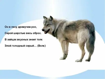 Загадка про серого волка