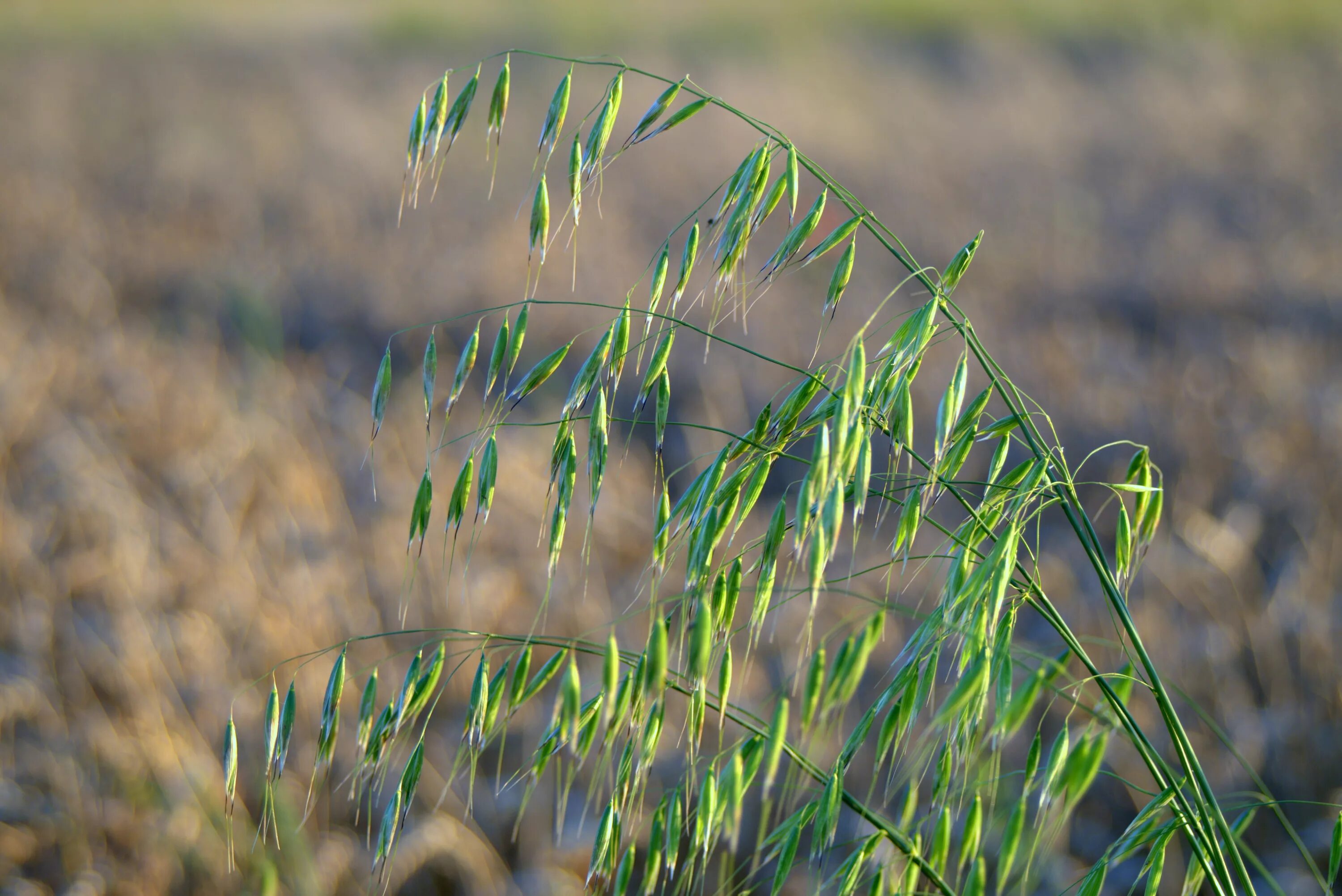 Овес злаковые. Овсюг обыкновенный. Овес посевной (Avena Sativa). Луговая овсюг\. Овсюг сорняк.