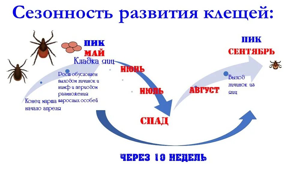 Активность клещей по месяцам. Сезонность клещей. Лента против клещей. Период активности клещей. Период активности клещей в России.