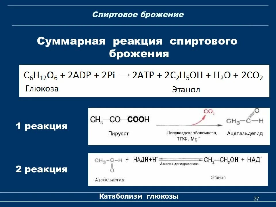 Суммарная реакция процесса. Суммарное уравнение спиртового брожения. суммарная реакция спиртового брожения. спиртовое брожение глюкозы биохимия реакции. реакция спиртового брожения сахарозы.