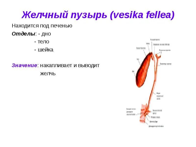 Желчный пузырь шейка тело