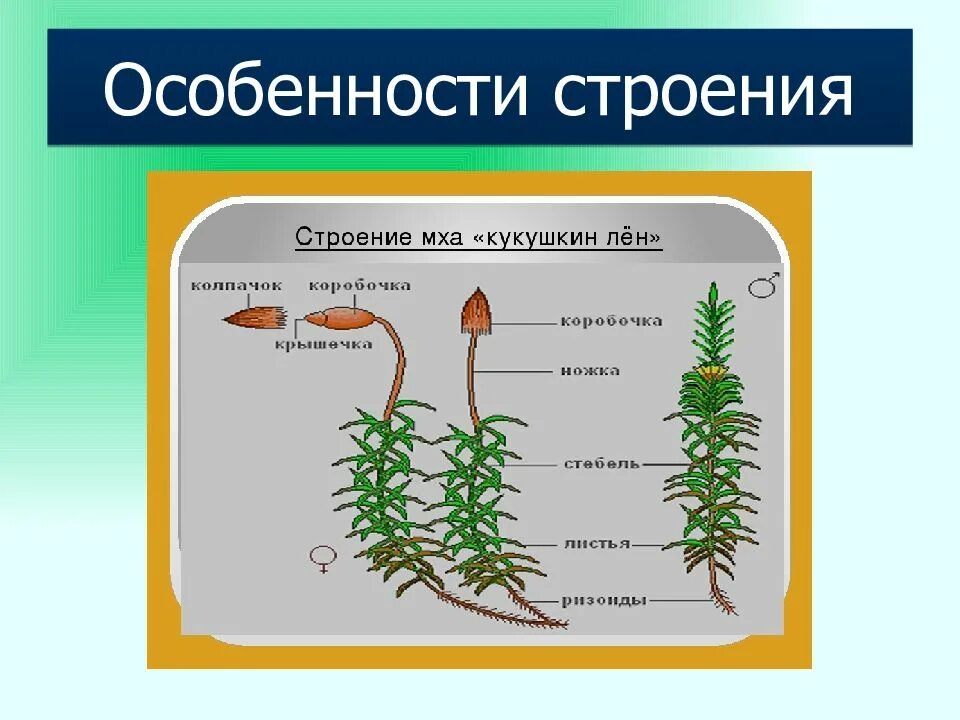 Особенности строения моховидных