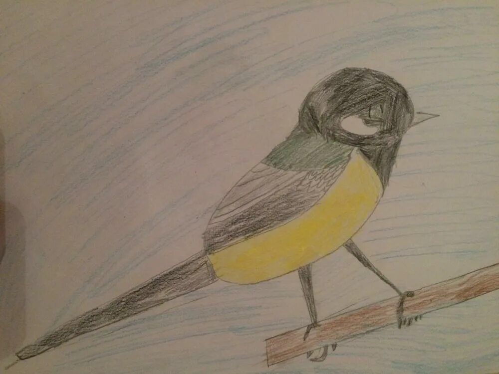 Рисование синички. Рисование птицы синицы. Синица карандашом. Синица рисунок карандашом.