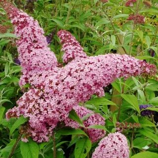 Буддлея декоративные кустарники