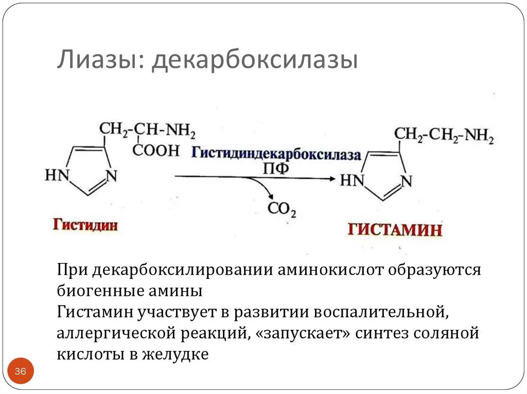 Декарбоксилазы ароматических аминокислот. ЛИАЗЫ коферменты. Гистамин декарбоксилаза. При декарбоксилировании аминокислот образуются биогенные Амины:.