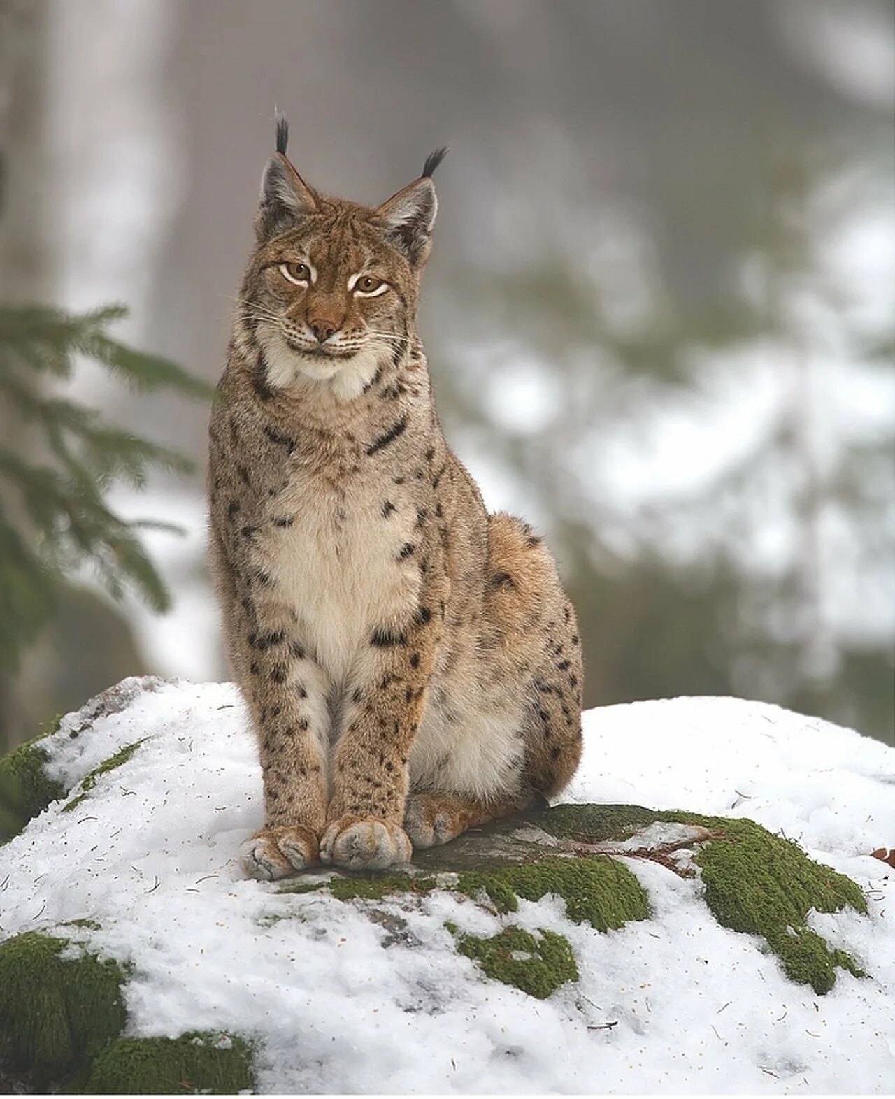 Рысь относится к. Рысь линкс. рысь - lynx lynx (linnaeus, 1758). рысь в тайге. рысь уссурийской тайги.