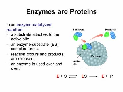 Enzym