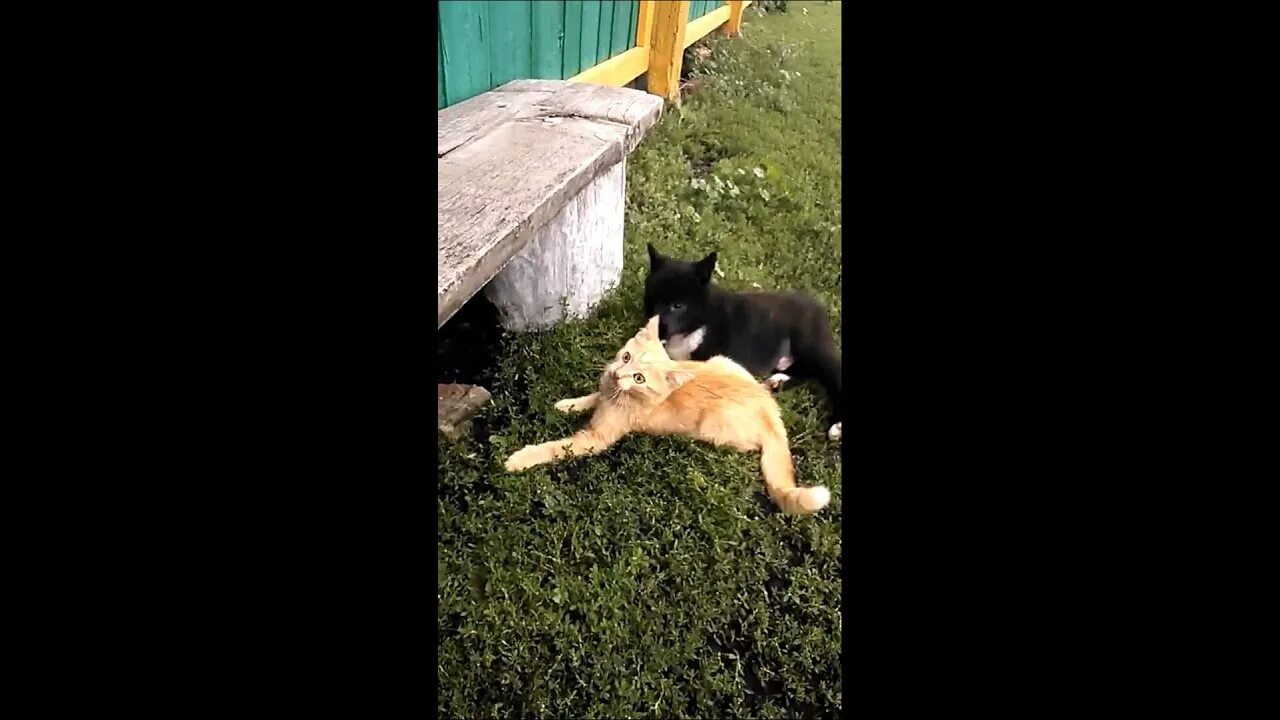 Котенка лайка. Фотография котёнка лайка. Фото котёнка лайка в реальной жизни. Обои котенка лайка.