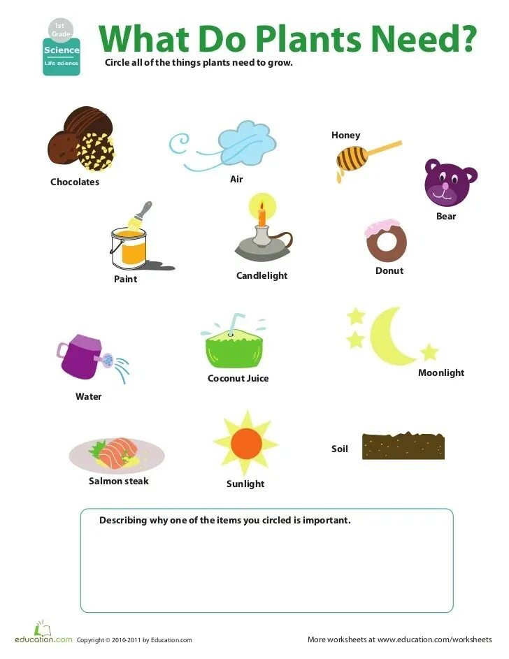 What did you plant. Plants worksheets. what plants need to grow worksheet. science worksheets for kids. need worksheets.