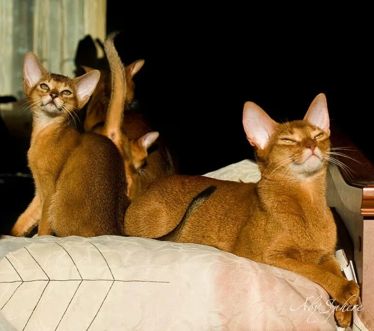 Абиссинская кошка сколько живут. Абиссинская кошка. Абиссинская кошка крупная. Абиссинец самка. Кошка Абе Абиссинская.
