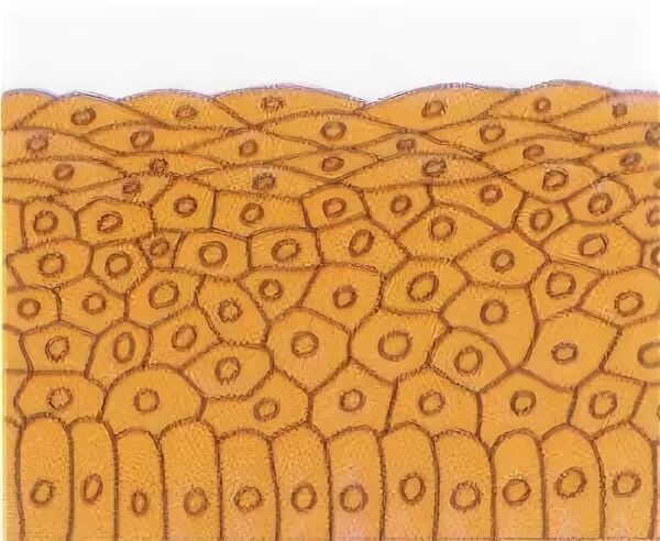 клетки плотно прилегают друг к другу. клетки эпителиальной ткани плотно прилежат друг к другу. тесно прилегающие клетки. ткани виды тканей анатомия функции. из чего состоит эпителиальная ткань животных.