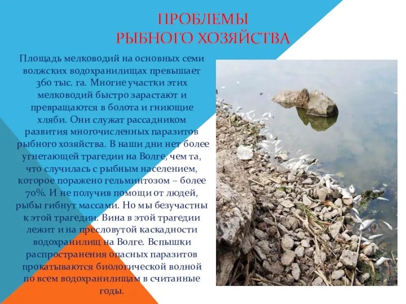 Рыба неправильно. Рыбные ресурсы. Рыбная промышленность дальнего востока. Рыбопромышленный комплекс дальнего востока. Норвегия рыба.