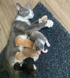 Кошка кормит чужих котят