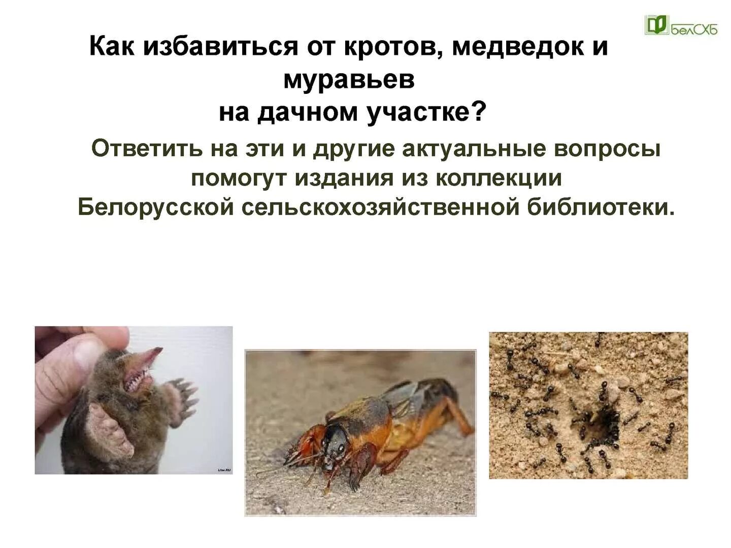 Определите тип развития животных 1 медведка обыкновенная. Крот и медведка. роющие конечности крота и медведки. медведка кротовая. медведка и крот сходство.