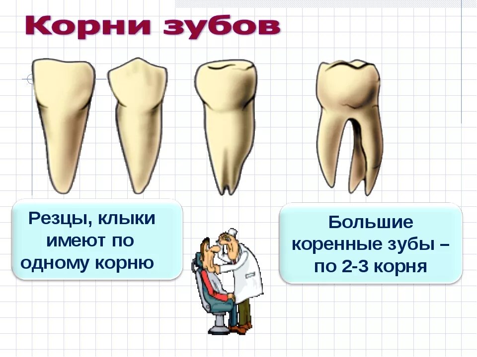 Большие резцы зубы. Зубы человека.