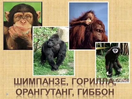 Горилла орангутан шимпанзе