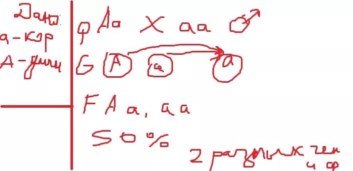 У человека аллель длинных ресниц доминирует над аллелем. У человека аллель длинных ресниц доминирует. У человека ген длинных ресниц доминирует над геном коротких ресниц. У человека ген длинных ресниц доминирует. У человека аллель длинных ресниц доминирует.