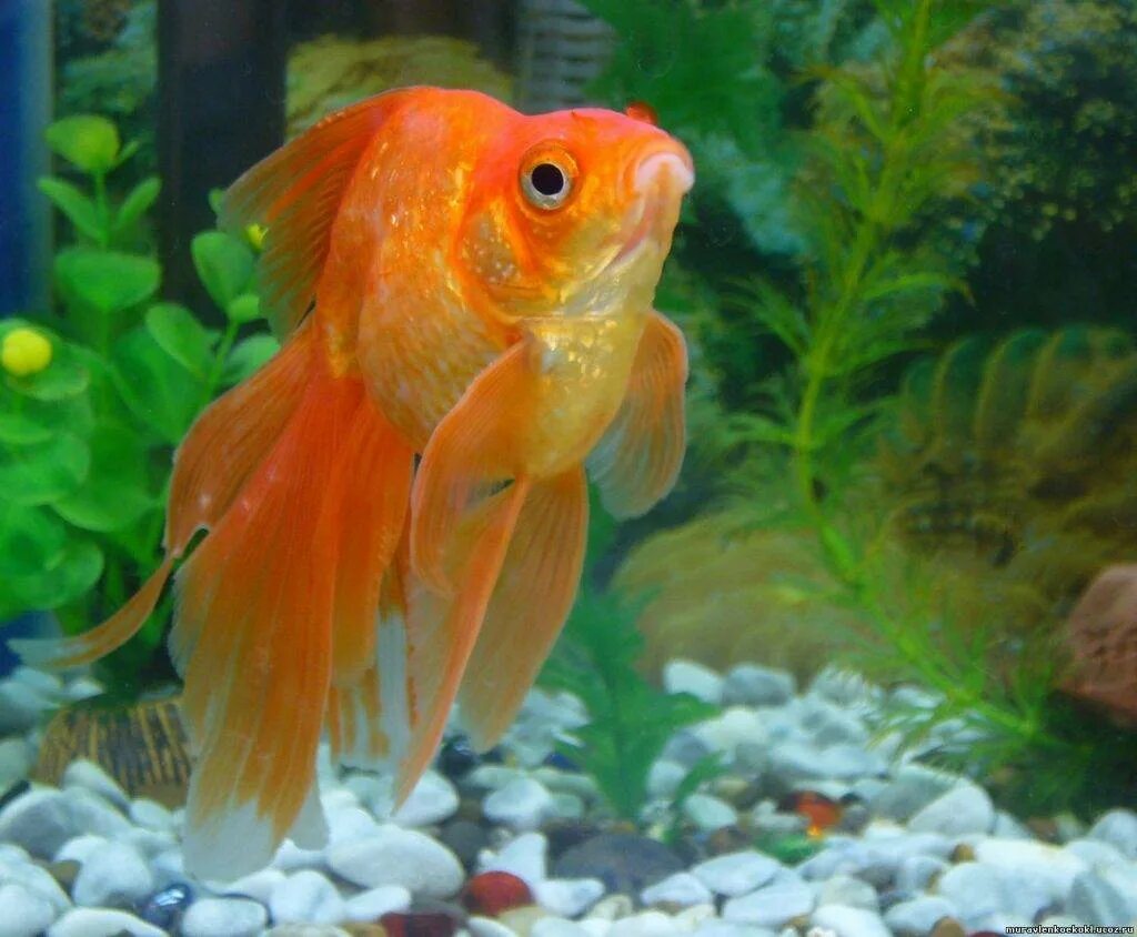 Аквариумная рыба золотая рыбка. Золотая рыбка волехвостка. Вуалехвост рыбка. Золотые рыбки вуалехвост аквариумные. Вуалехвост красный.