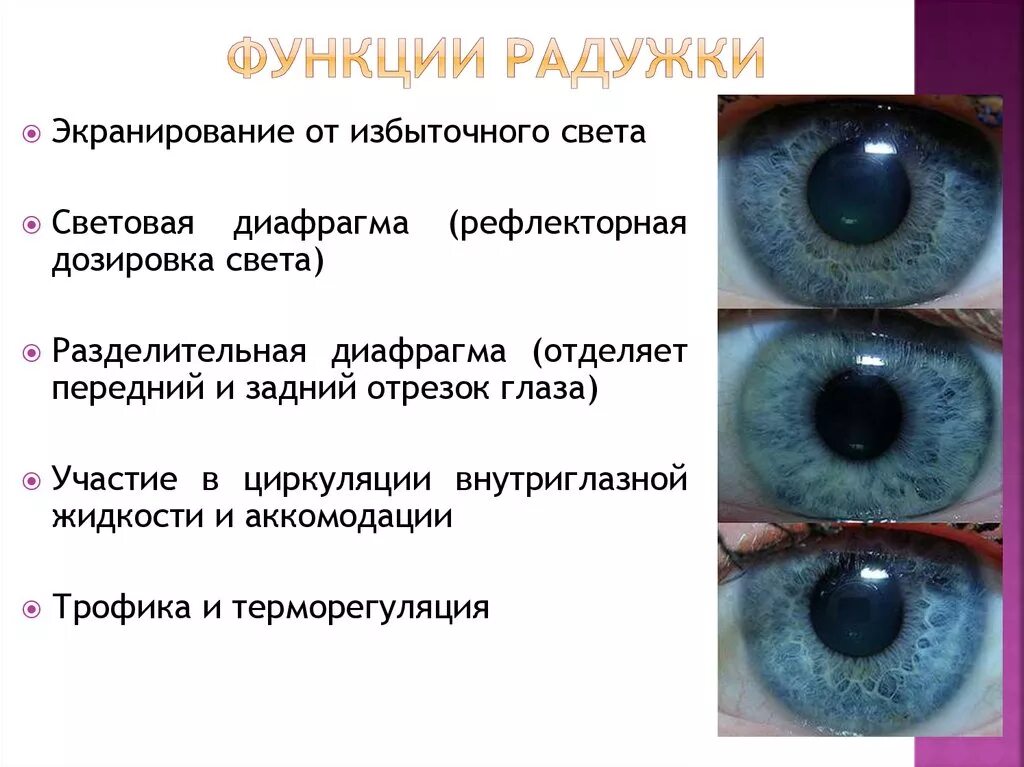 Функция Радужки глаза кратко. Функции радужной оболочки. Радужная оболочка глаза функции. Радужка глаза строение.