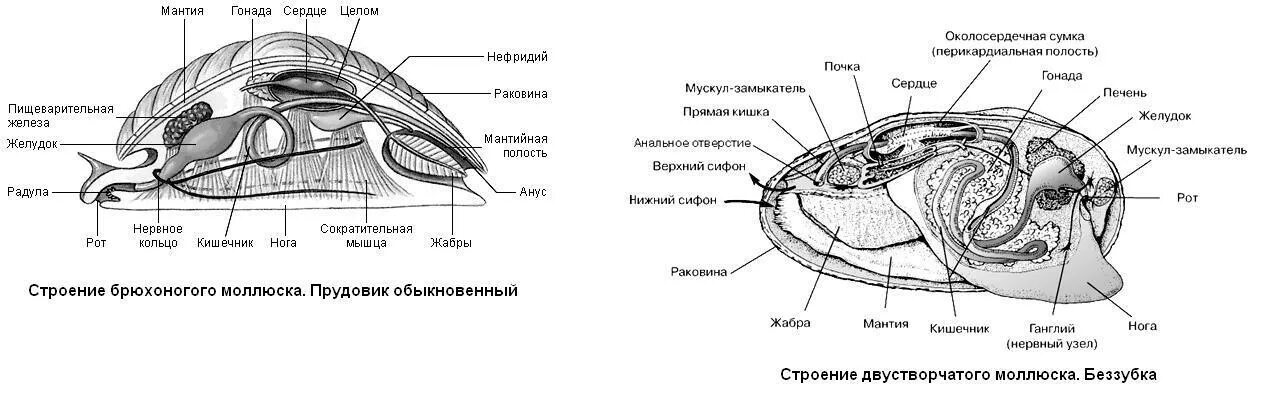 Органы размножения открываются в мантийную полость. Строение мидии схема. Внутреннее строение брюхоногих моллюсков. Схема строения брюхоногого моллюска. Внутреннее строение брюхоногого моллюска.