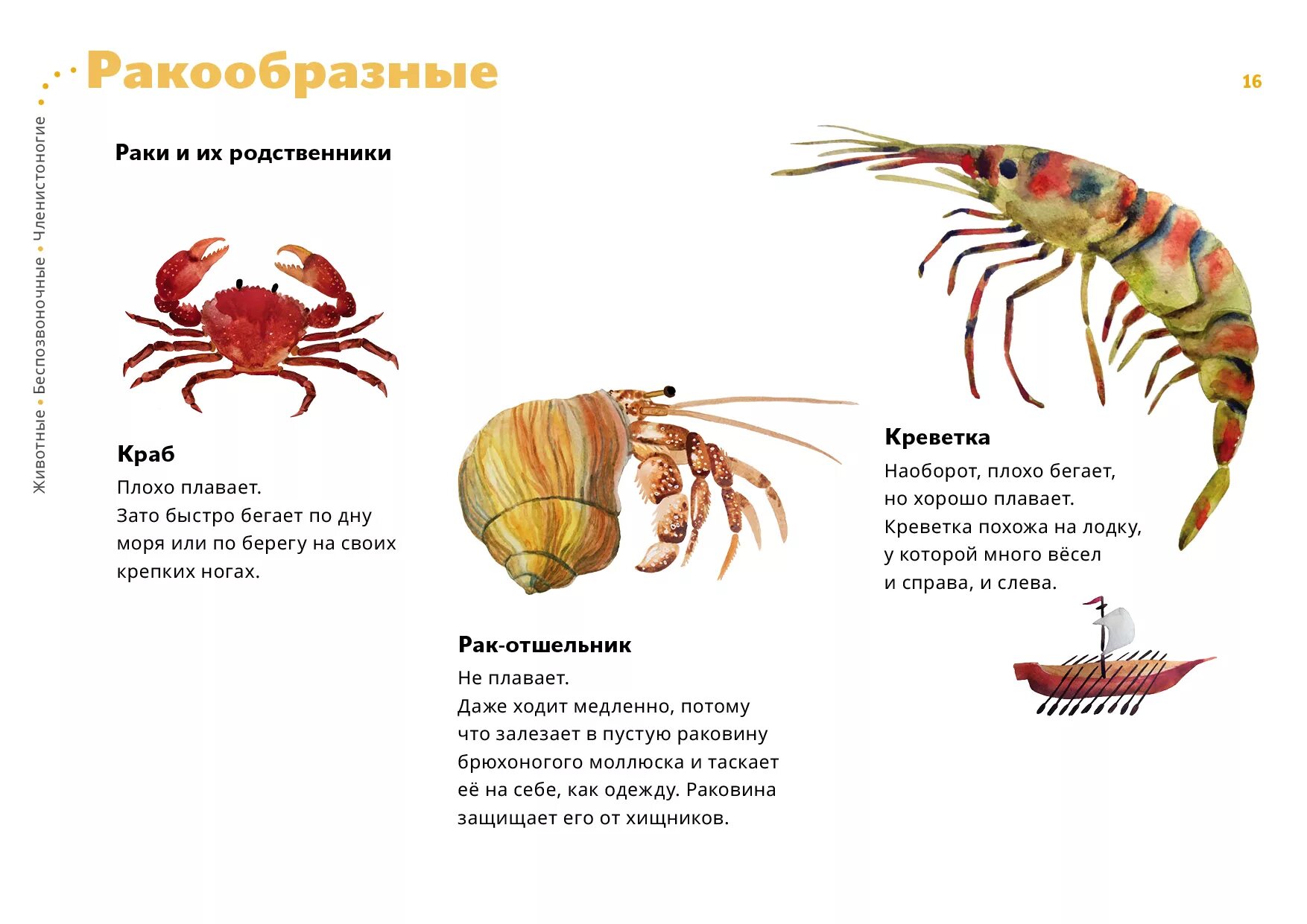 Продолжительность жизни речного рака. Внешнее строение креветки. Ракообразные строение краб. Раки-отшельники строение. Конечности краба строение.