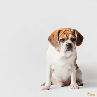 Dog said