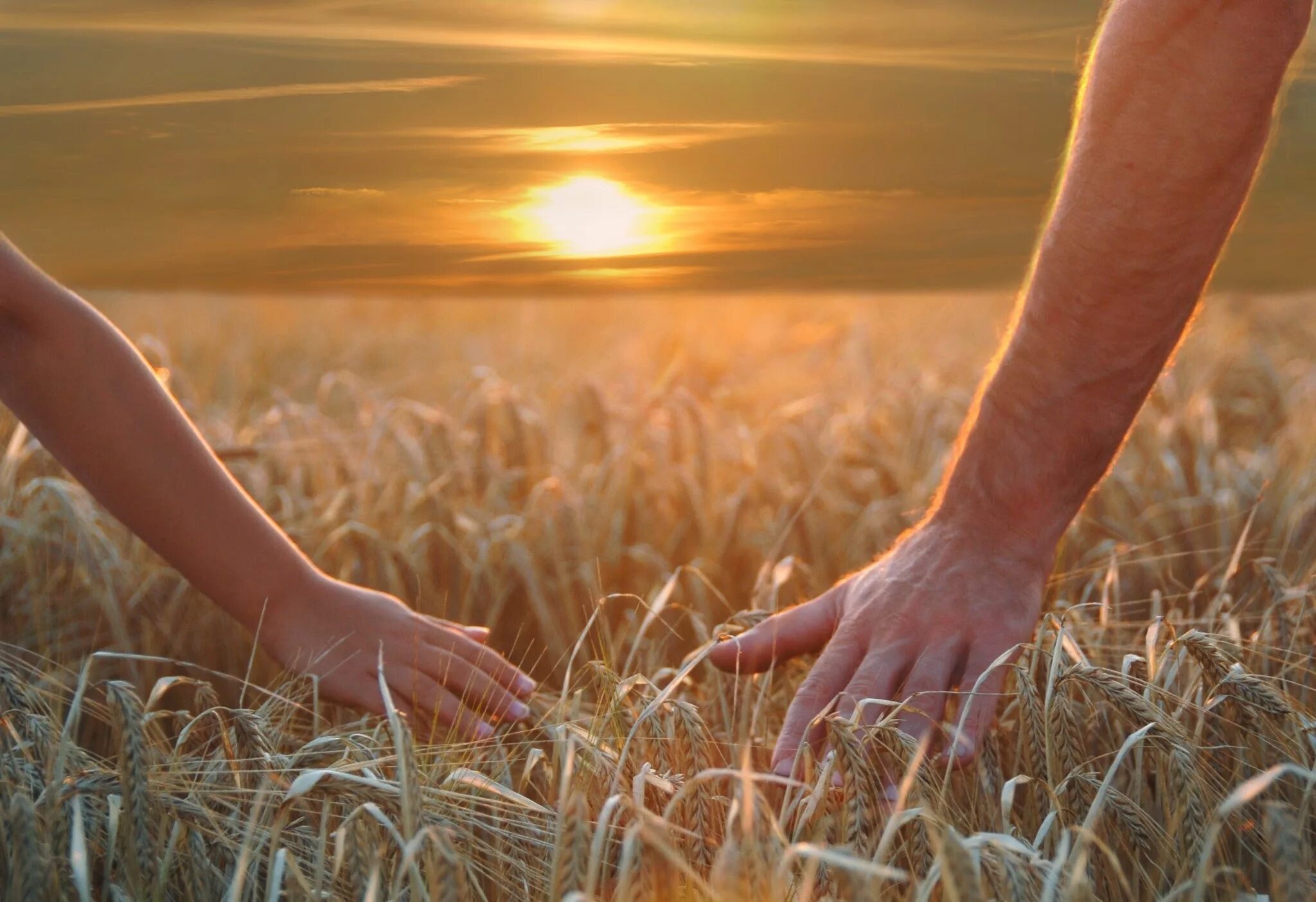 Все могло было быть. Берегите друг друга. Пшеничное поле человек. Берегите друг друга любите. Любите цените и берегите друг друга.