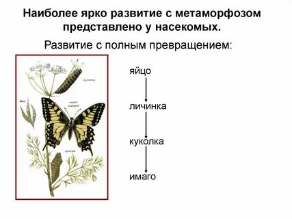 Постэмбриональное развитие с превращением
