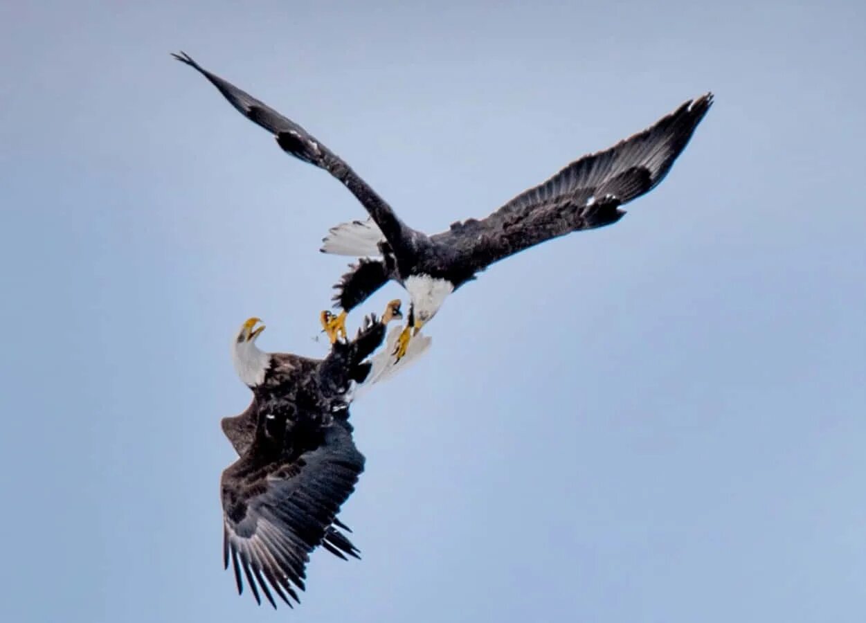 Falling bird. Падающий Орел. Падающая птица. Птица падает в полете. Падающий Сокол.