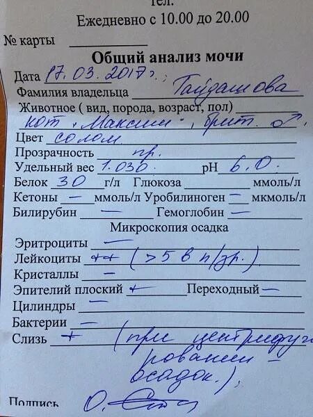 Можно сдавать мочу при месячных на анализы