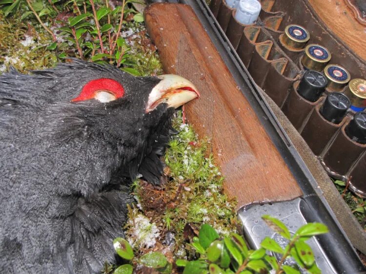 глухариные зори