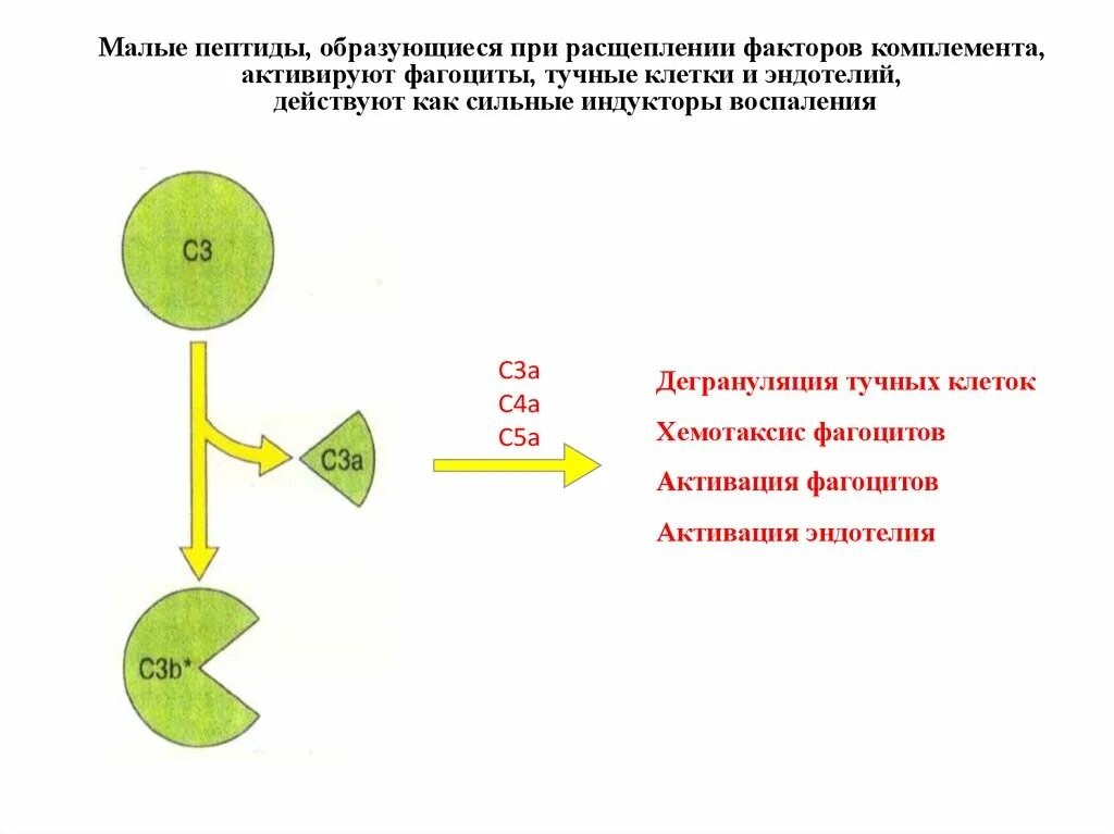 При расщеплении образуют воду. При расщеплении белка образуется. Факторы параметра расщепления. Факторы, влияющие на параметр расщепления.