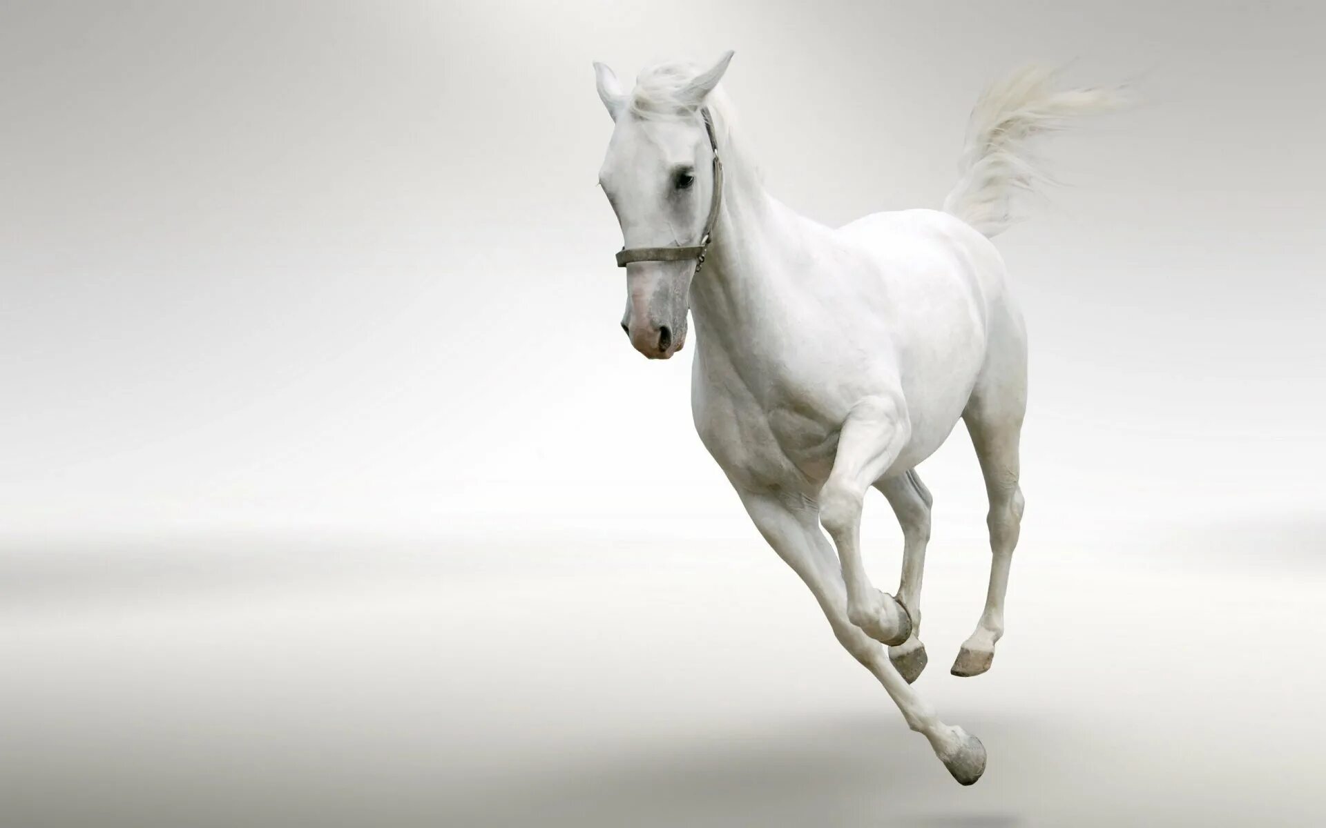 Картинка бела. Белая лошадь. Лошадь на белом фоне. Фотообои лошади. Картинки на рабочий стол белые.