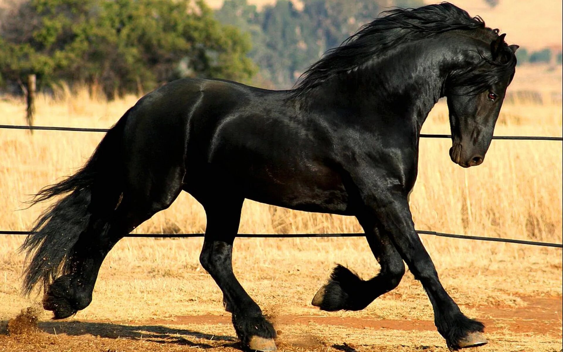 Pin on الخيول العربية (Arabian horses)