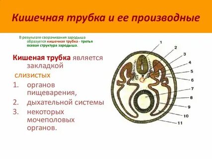 Кишечник эмбриона