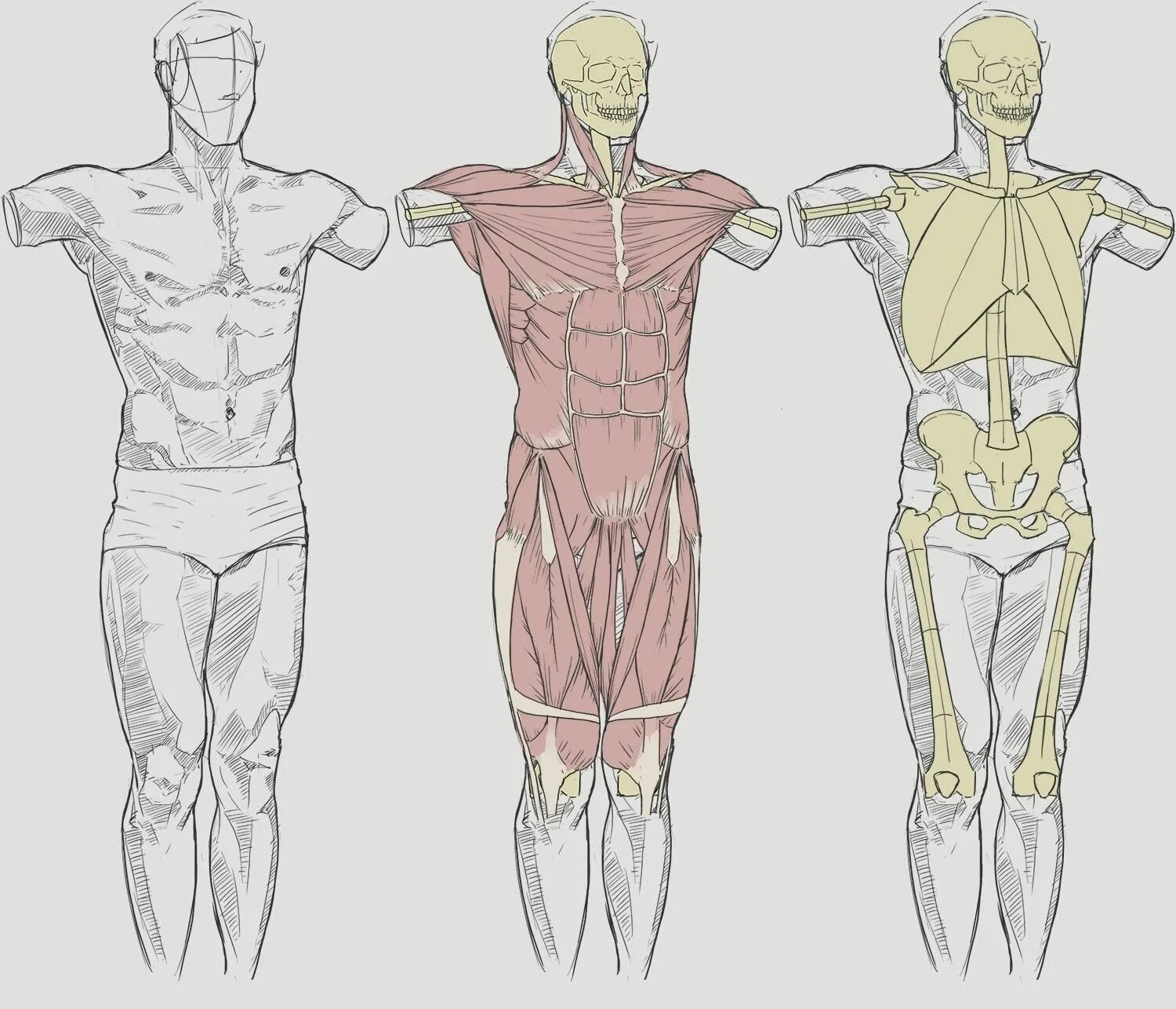 Стадики анатомия. Анатомия референс мышцы. Мыщюшцы человекк реыеренсы. Строение мужского тела.