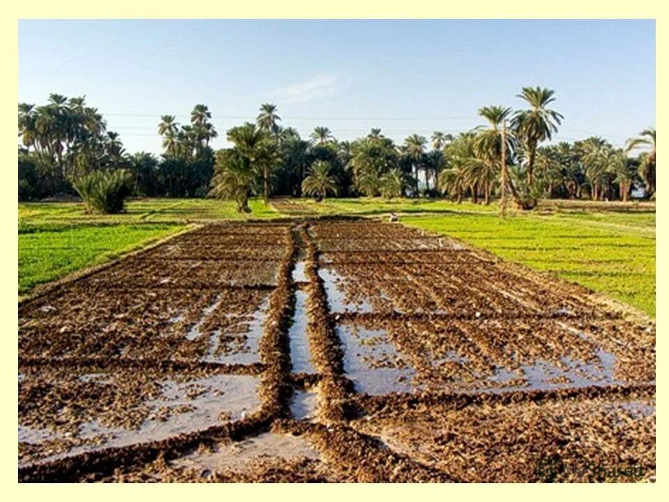 почва египтян. почвы египта вблизи. почва египтян. египет нил плодородный. природные ресурсы египта кратко.