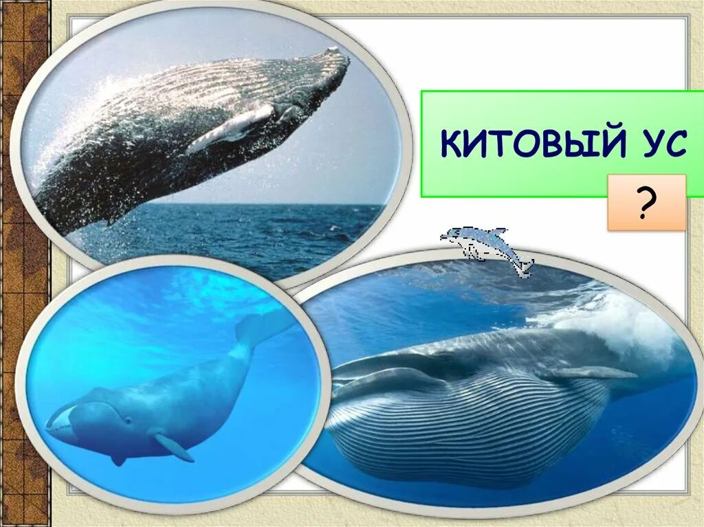 Китообразные ластоногие. Хищные, ластоногие, китообразные».. отряды млекопитающих китообразные. китовый ус. отряд китообразные хоботные.